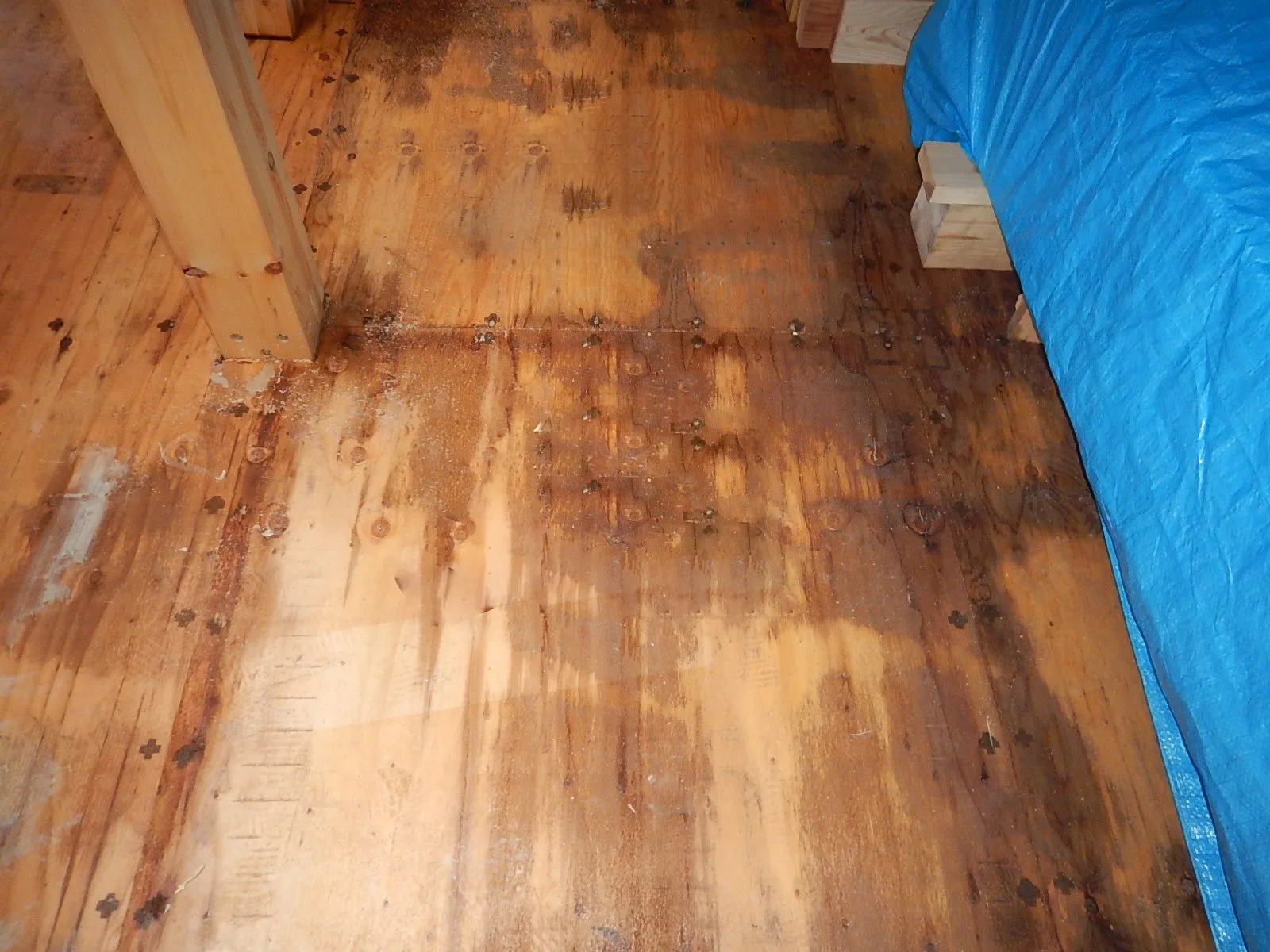 構造用合板の劣化を点検している場面のイメージ写真